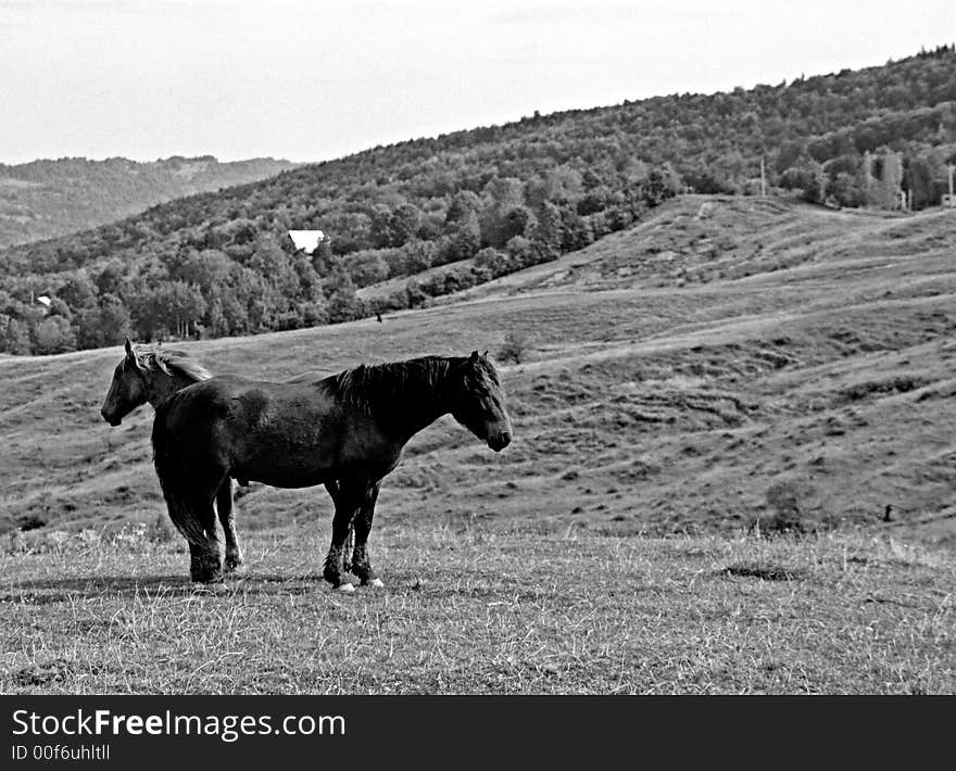 Horses feeling free on the hills. Horses feeling free on the hills