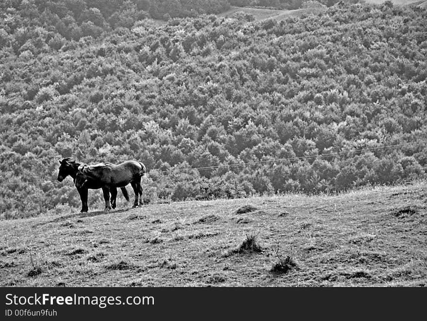 Horses feeling free on the hills. Horses feeling free on the hills