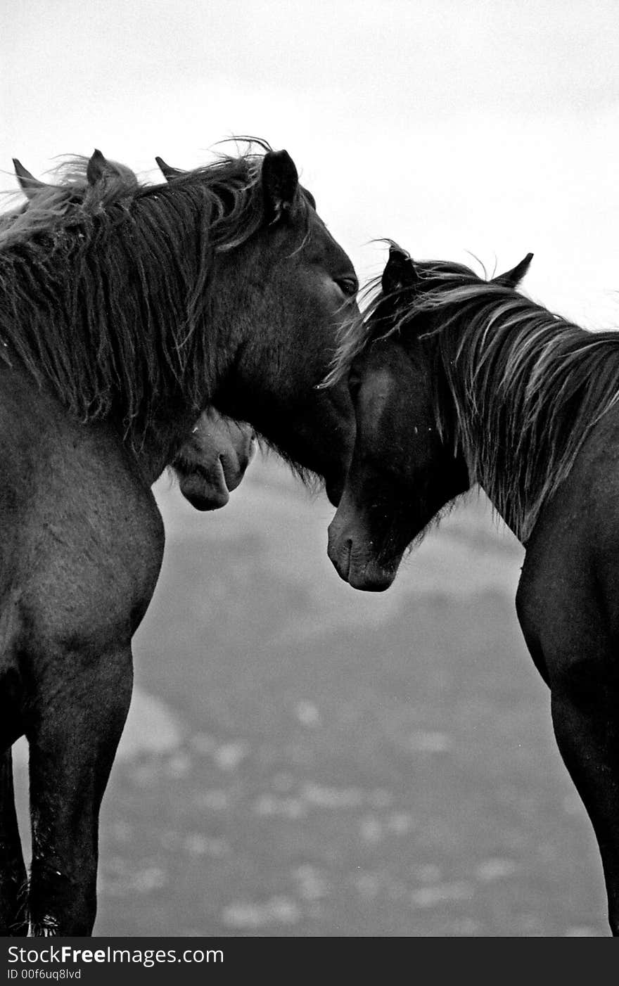 Horses feeling free on the hills. Horses feeling free on the hills