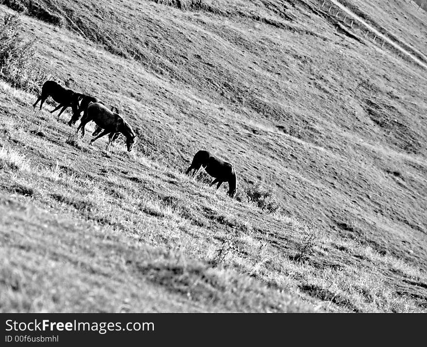 Horses feeling free on the hills. Horses feeling free on the hills