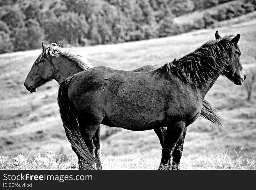 Horses feeling free on the hills. Horses feeling free on the hills