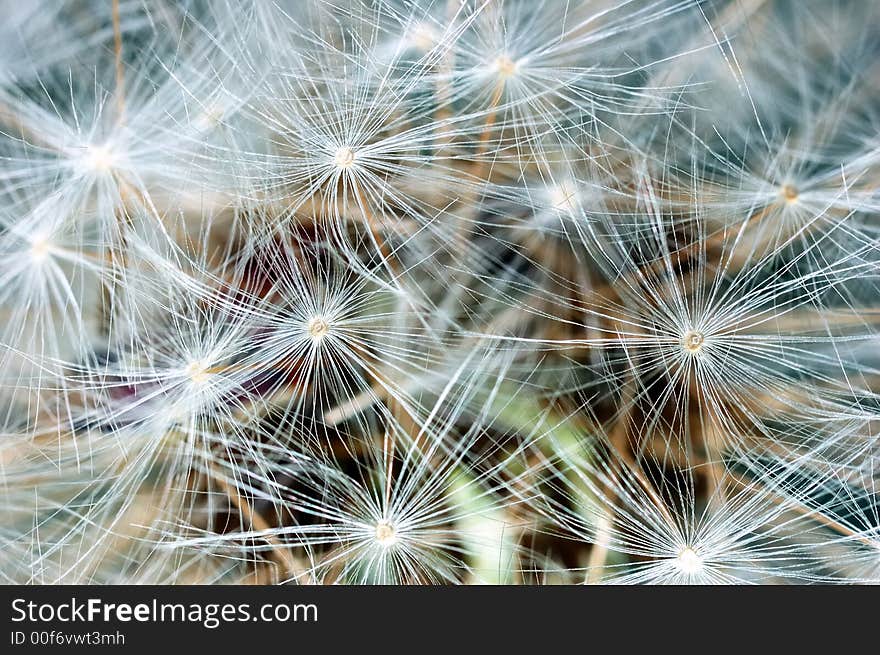 Dandelion clock close-up: is a globe of fine filaments that are usually distributed by wind; last stage of development of Dandelion flower. Family: Asteraceae Genus: Taraxacum