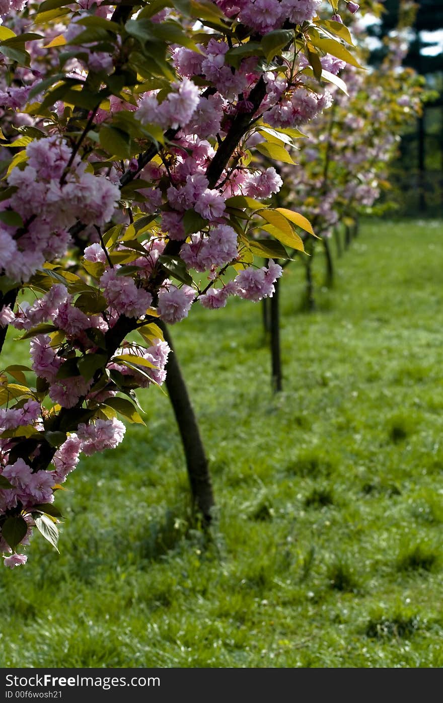 Tree braches with flowers in a park