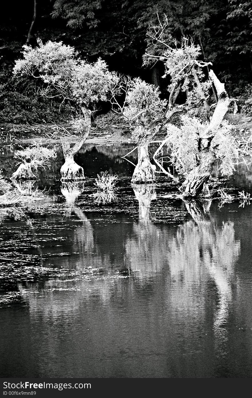 Trees' reflections in a lake