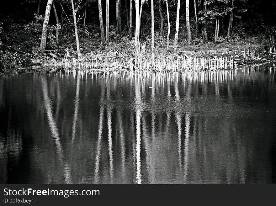 Trees' reflections in a lake