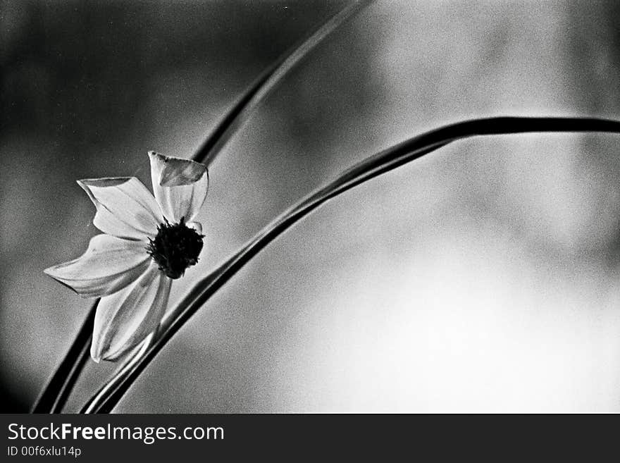 Image of flower and two leaves. Image of flower and two leaves