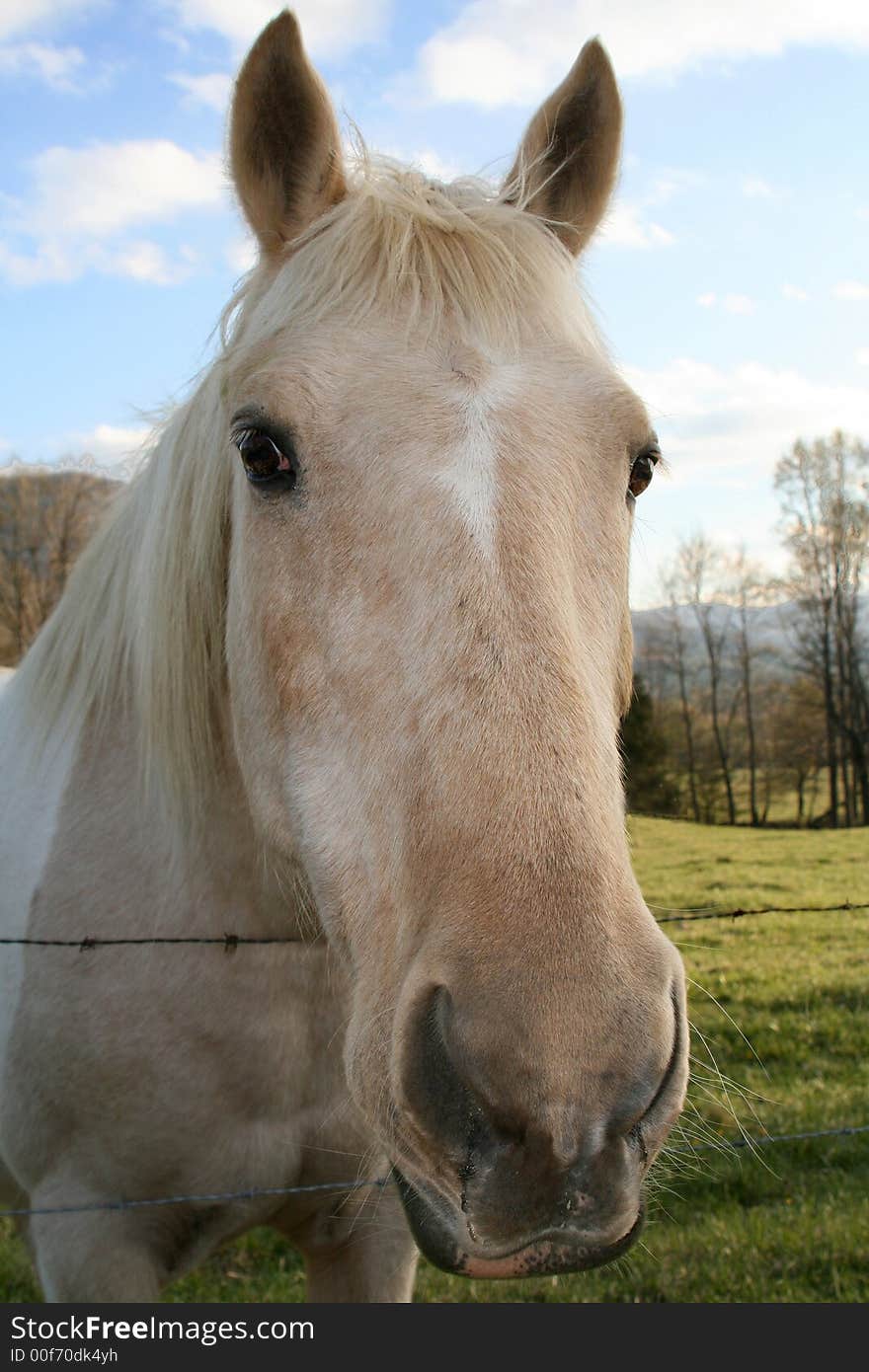 Horse In The Cove