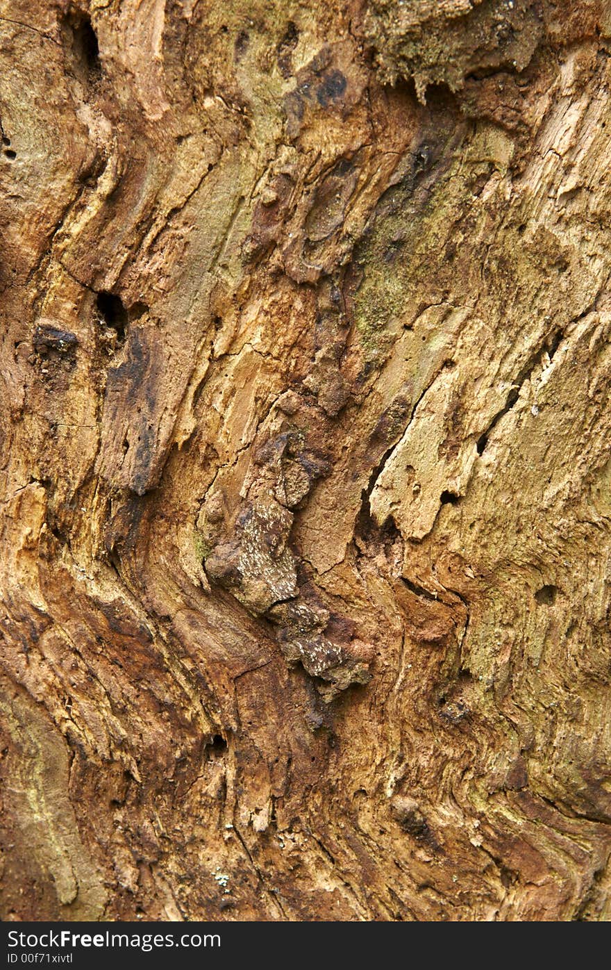 Wood pattern of dead tree. Wood pattern of dead tree