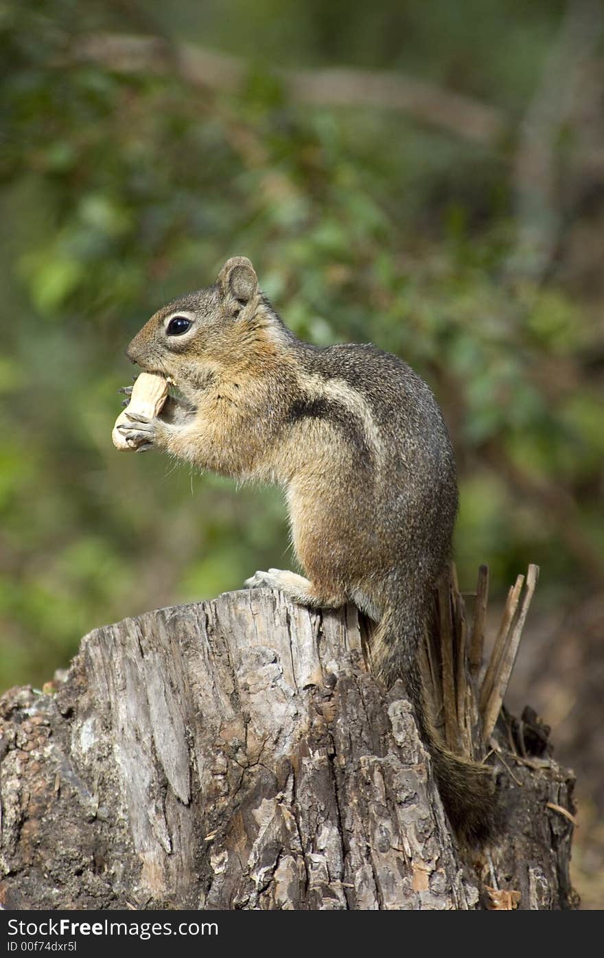 Chipmonk eating a peanut while standing on a stump