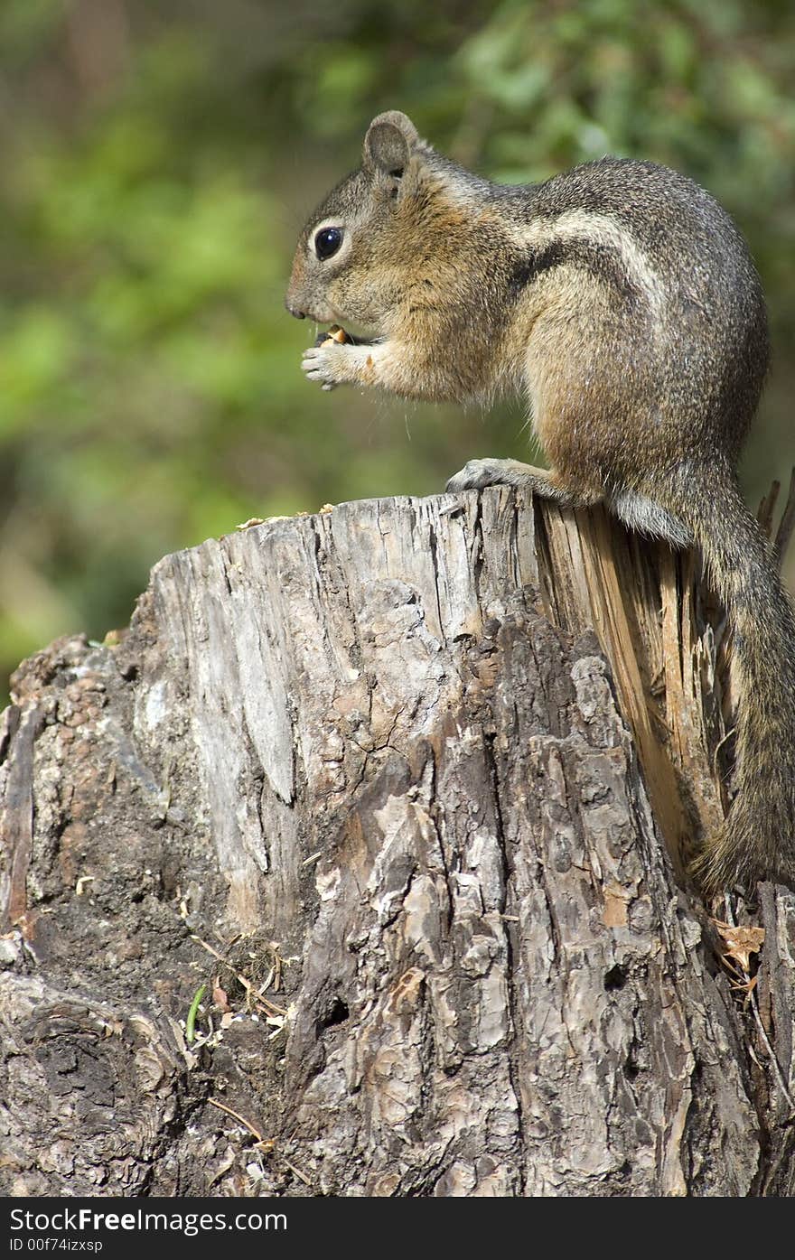 Chipmonk eating a peanut while standing on a stump