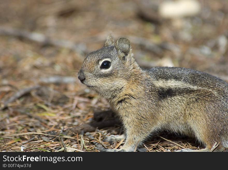 Chipmonk standing at attention at the park. Chipmonk standing at attention at the park