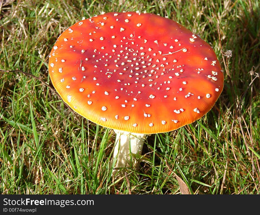 Single red mushroom