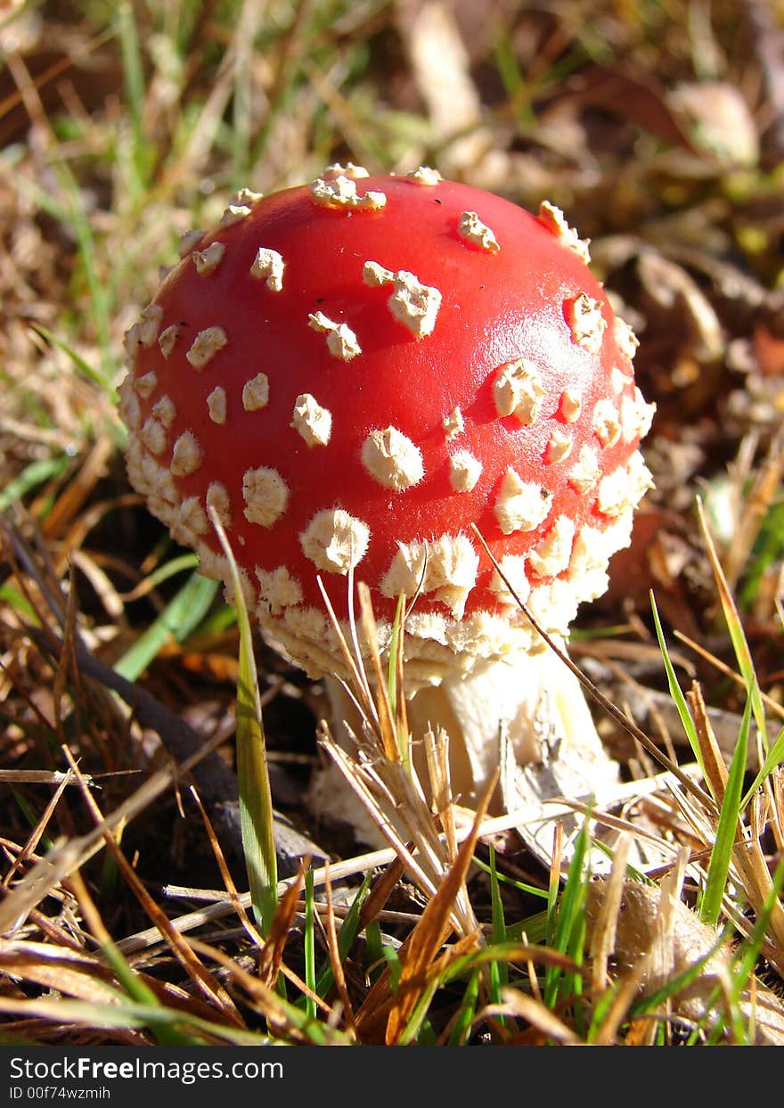 Single red button mushroom with white speckles