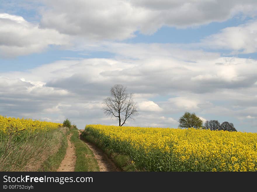 Landscape - yellow field and lonely tree. Landscape - yellow field and lonely tree