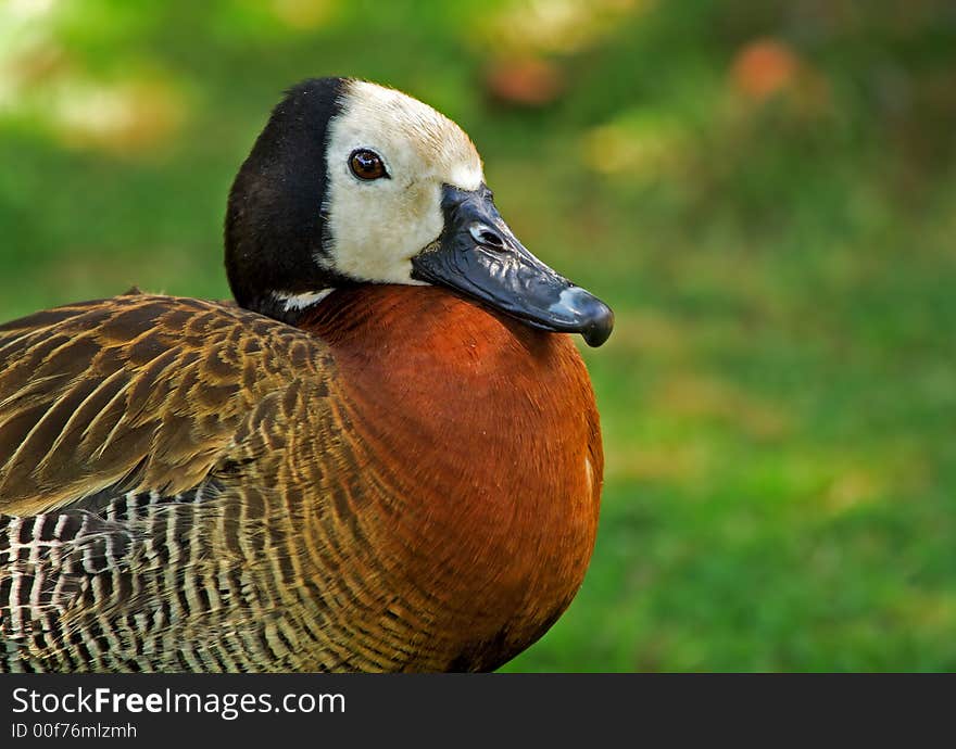 Close-up of a White-faced Whistling Duck. Close-up of a White-faced Whistling Duck