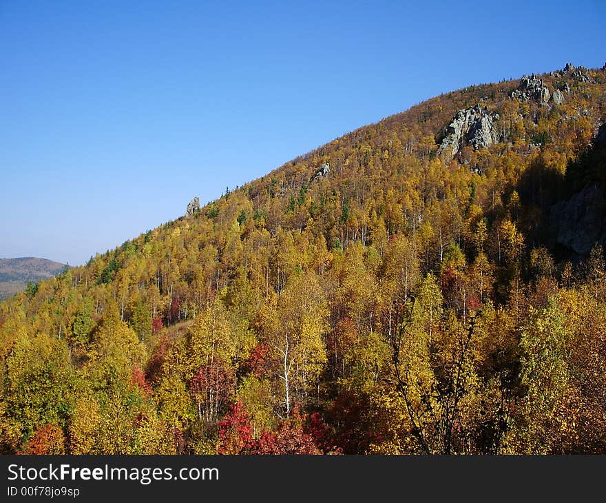 Fine autumn landscape. Contrast of the dark blue sky and yellow forest. Fine autumn landscape. Contrast of the dark blue sky and yellow forest