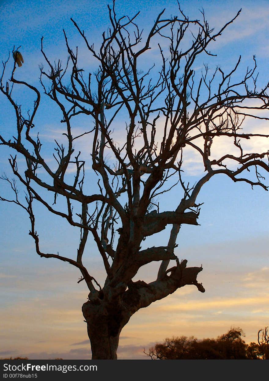 Roosting Hawk in dead tree, dusk, near Agnes Water, Australia. Roosting Hawk in dead tree, dusk, near Agnes Water, Australia