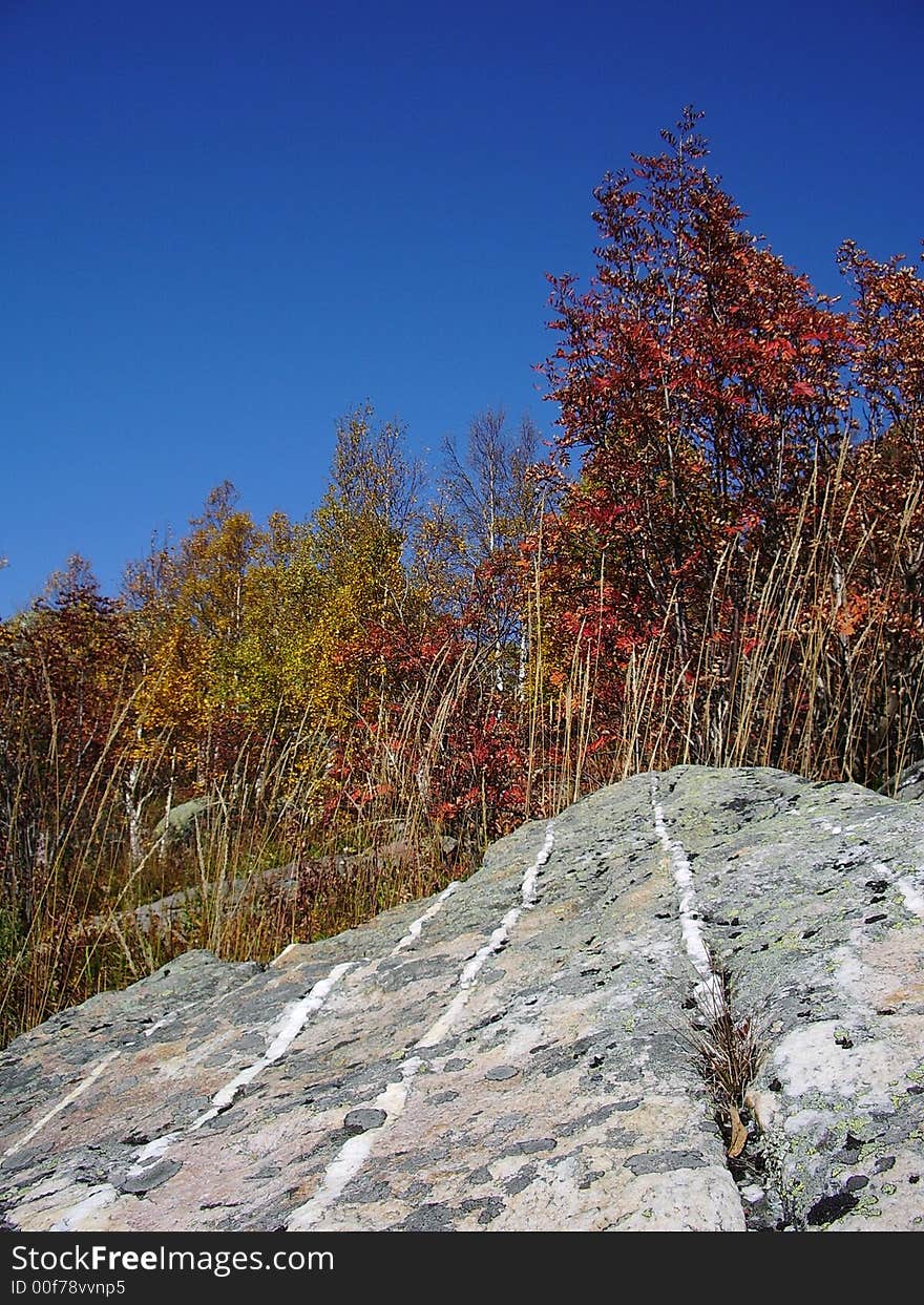 Stone in a forest