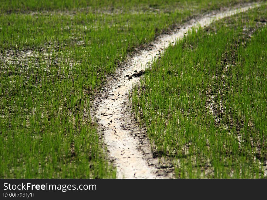 Paddy field