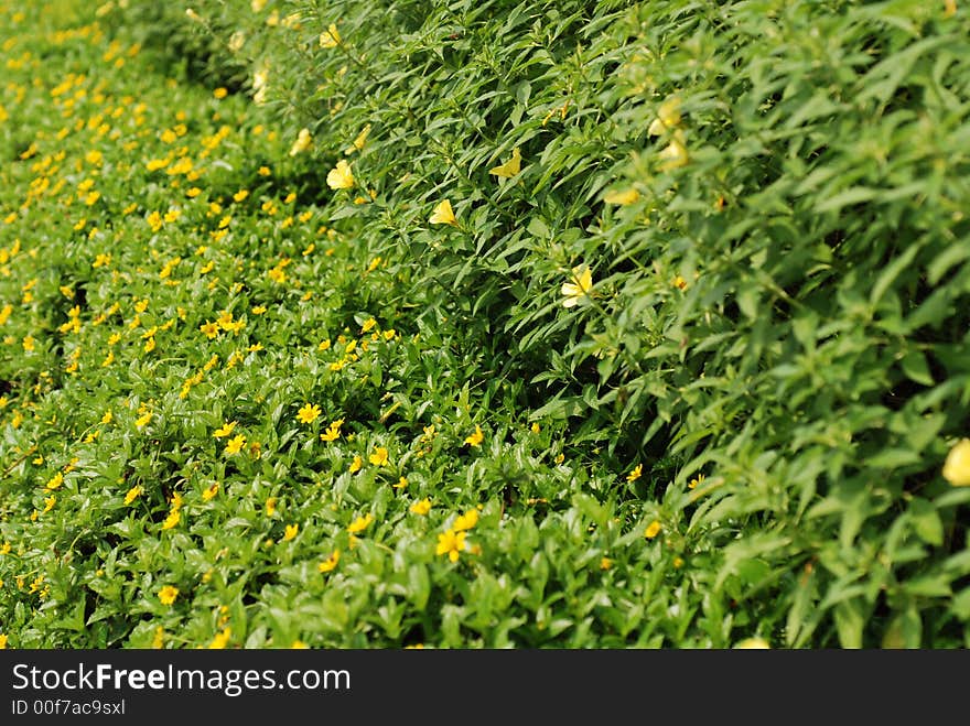 Flowers and plants at the gardens