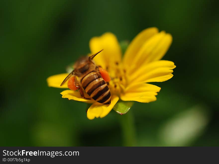 Bee And Flowers