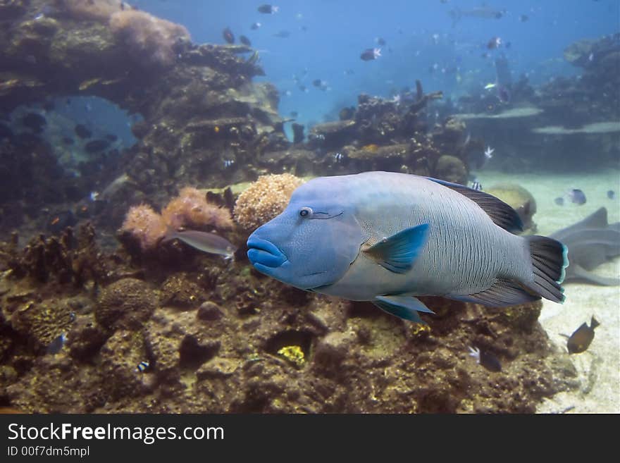 Large Groper (Epinephelus lanceolatus) swimming over tropical reef. Large Groper (Epinephelus lanceolatus) swimming over tropical reef.