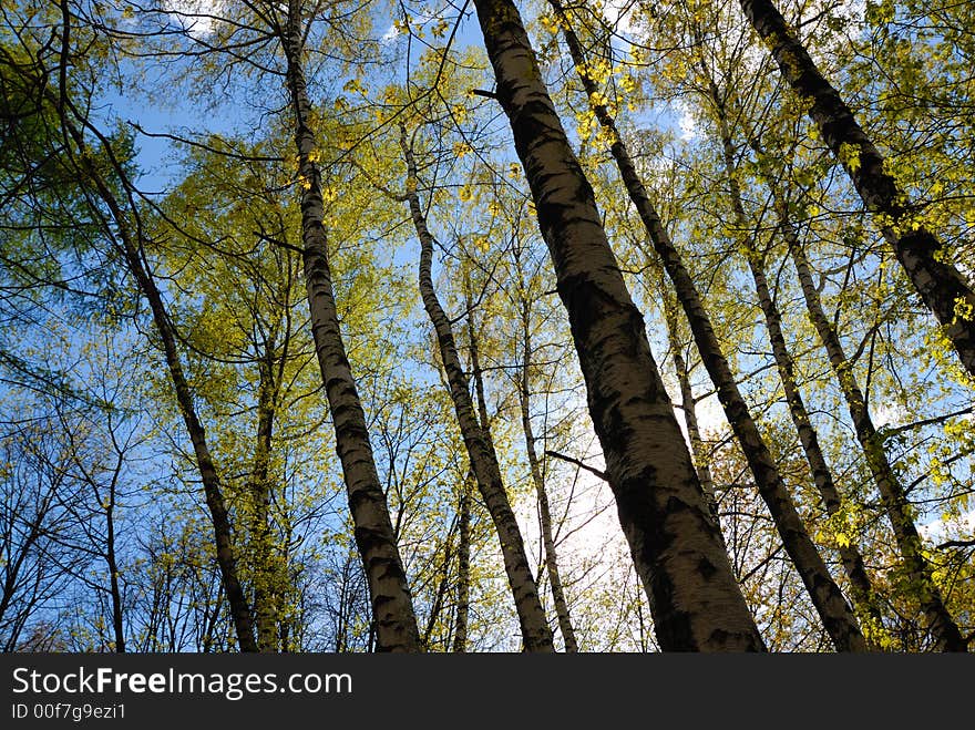 Sunlight through foliage