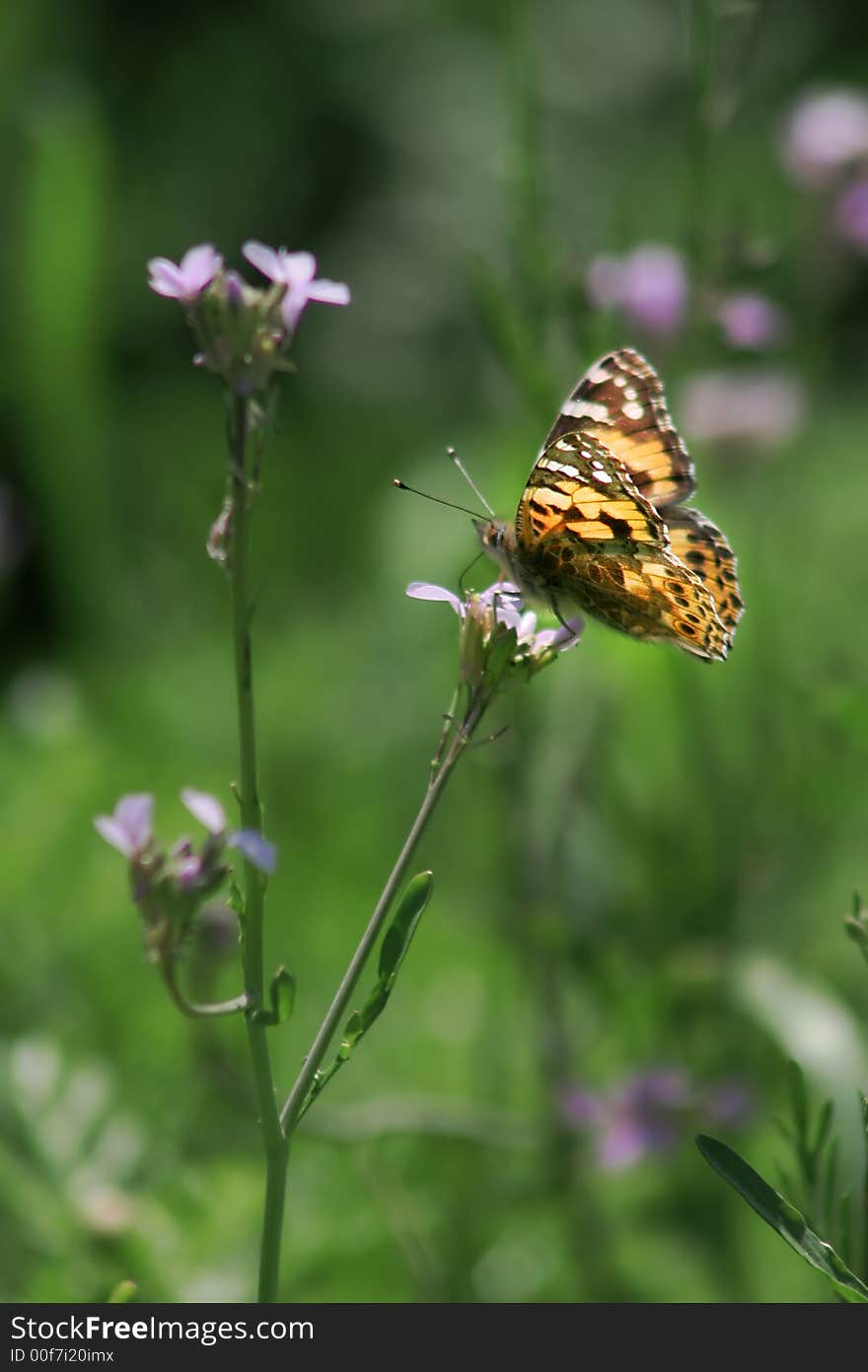 Picture of flower and butterfly, Israel. Picture of flower and butterfly, Israel.