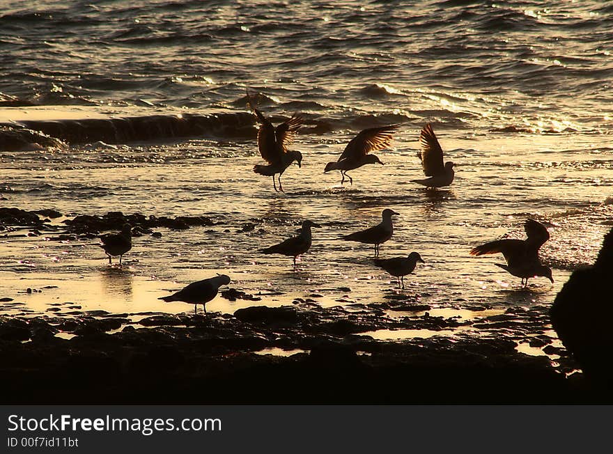 Picture of seagulls on Mediterranean sea, Israel. Picture of seagulls on Mediterranean sea, Israel.