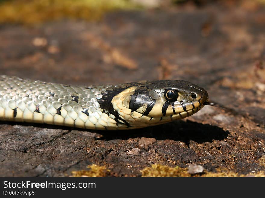 Snake portrait