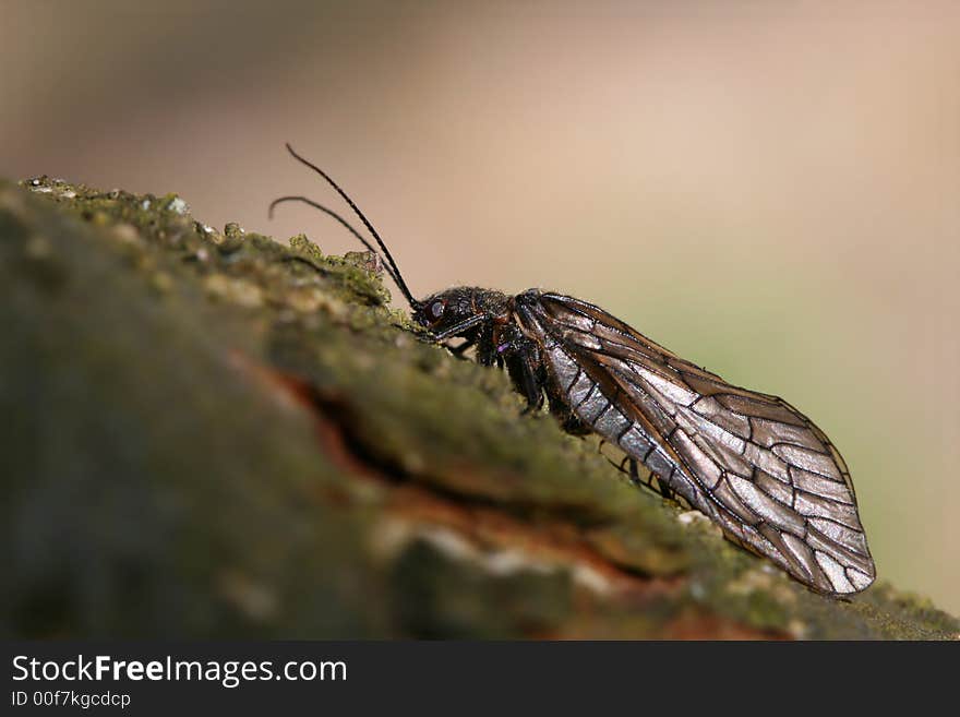 Macro of insect with flankers