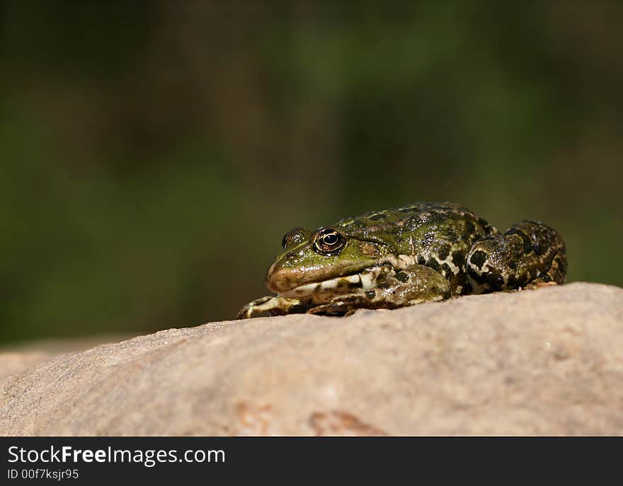 Green frog