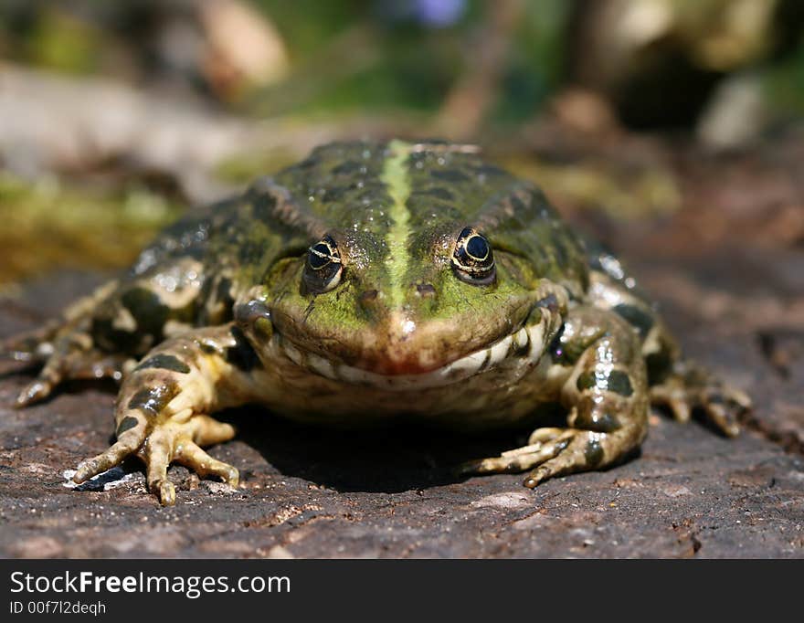 Big green hopper looking at photographer. Big green hopper looking at photographer