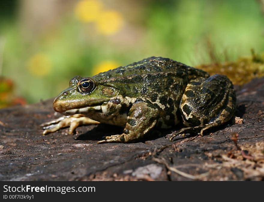 Green hopper