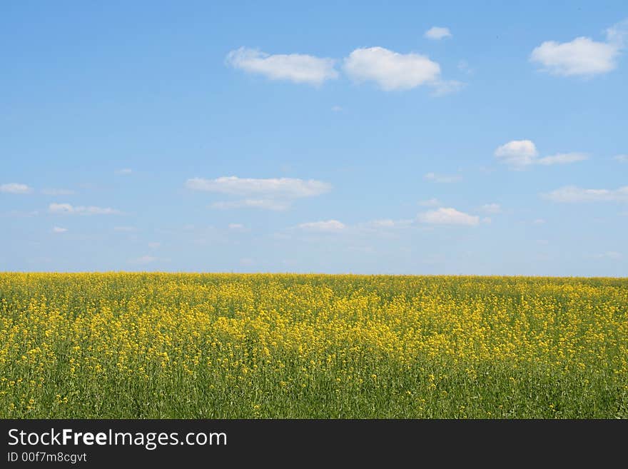 Meadow of yellow rapeseed flowers in the summertime. Meadow of yellow rapeseed flowers in the summertime