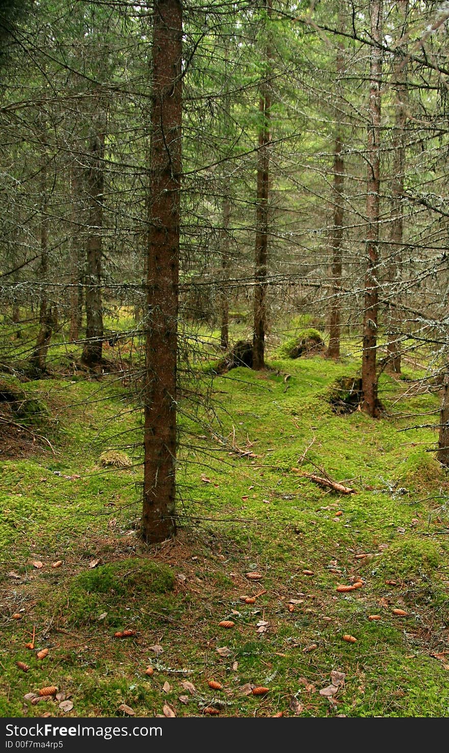 Old spruce forest