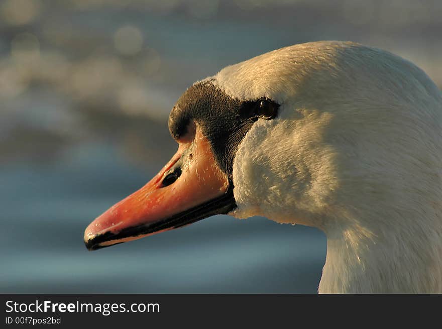 Portrait of a swan in beams of the coming sun