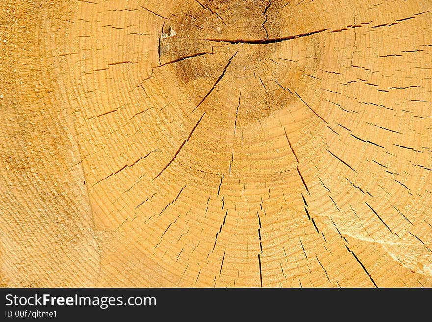 Tree rings