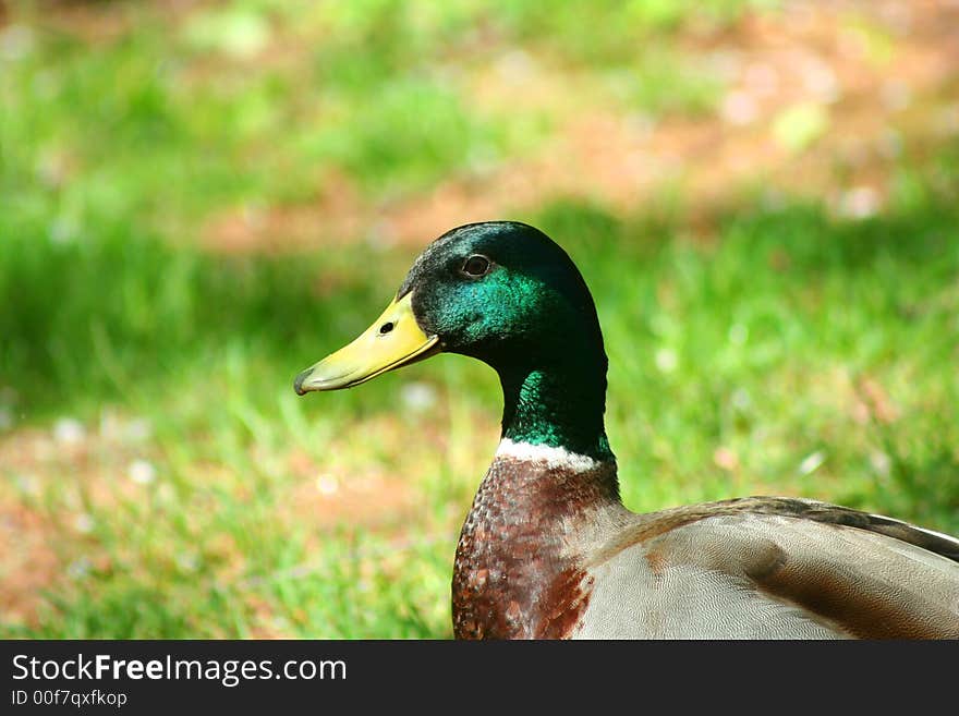 An image of a Male Mallard Duck