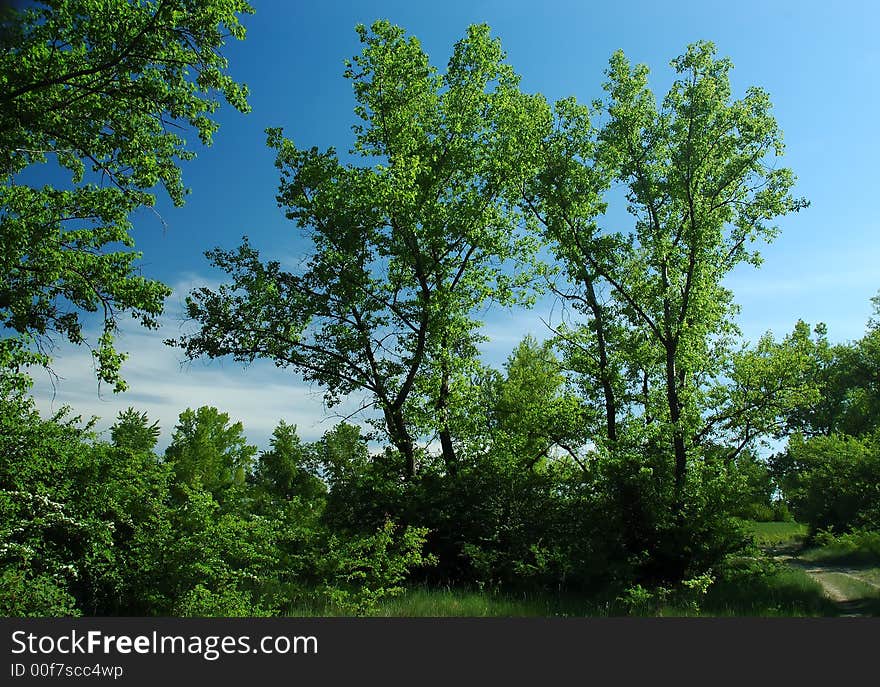 Tree Opposite Blue Sky