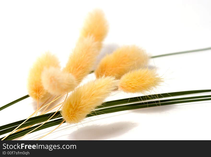 Bunch of dried flowers isolated on white