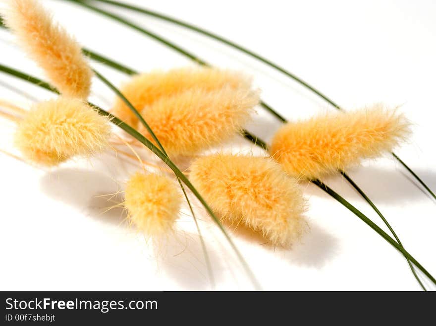 Bunch of dried flowers isolated on white