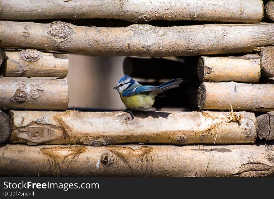 Blue Tit In A Feeding Trough