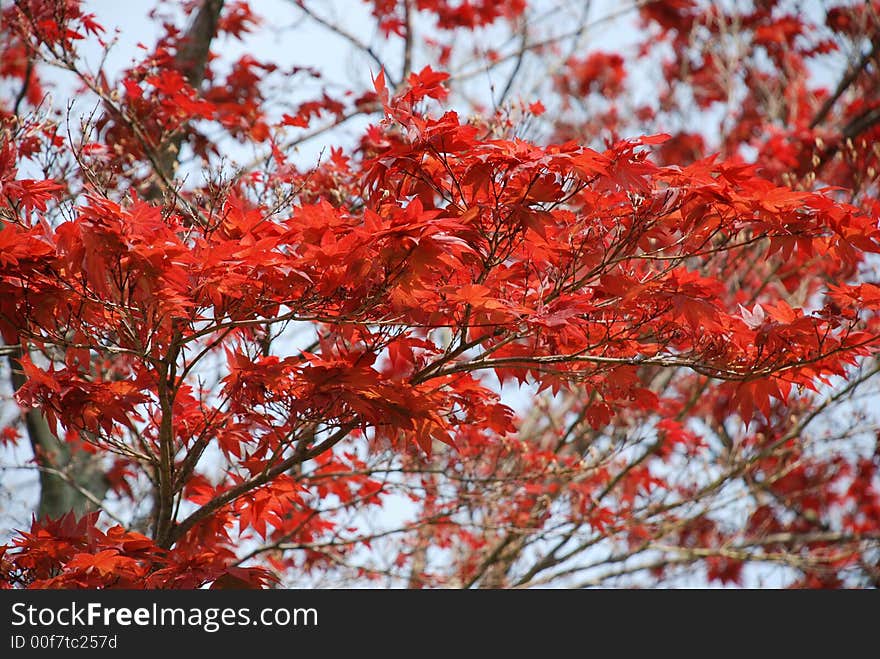 A Japenese red maple tree.