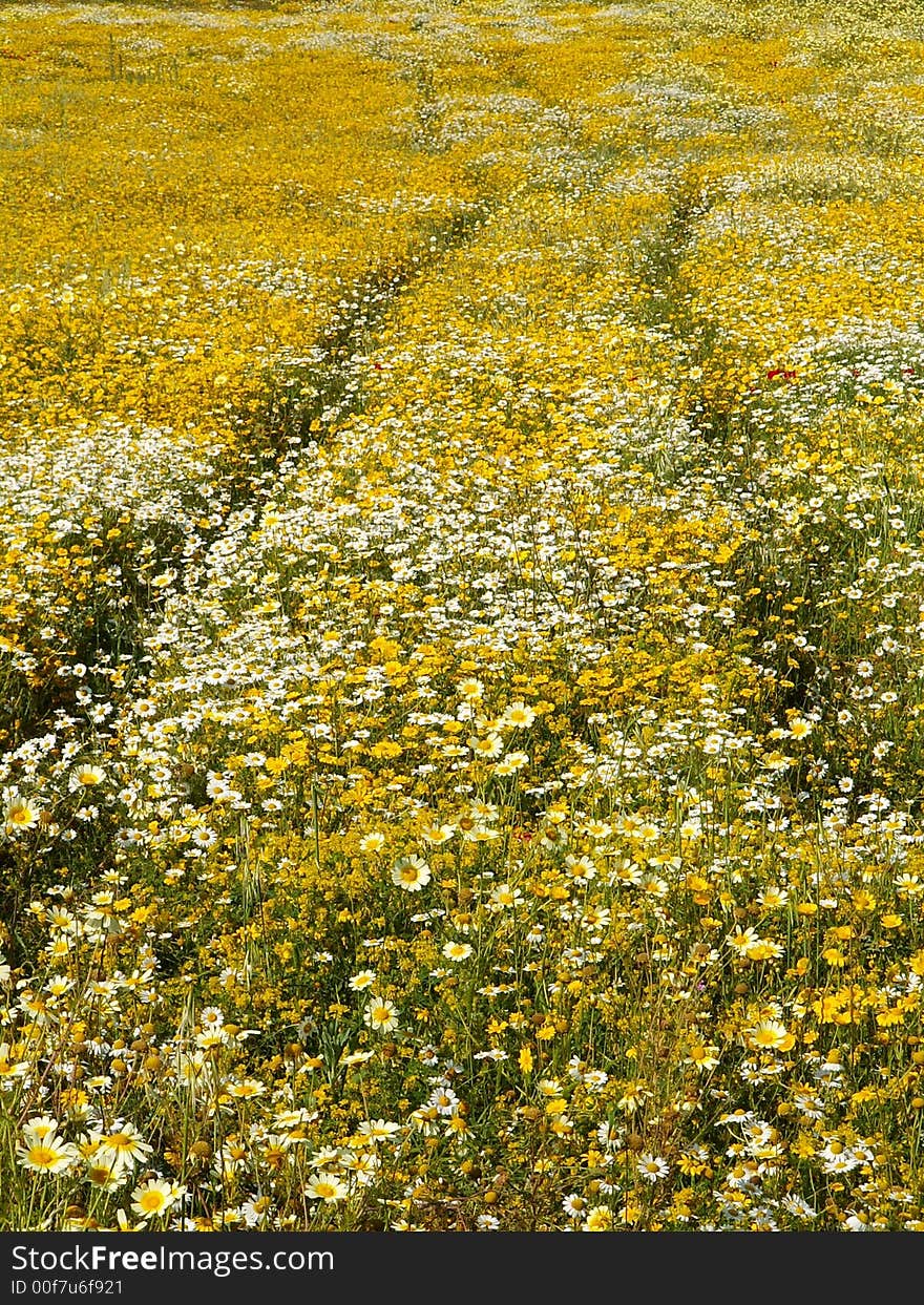 Field Of Yellow Flowers