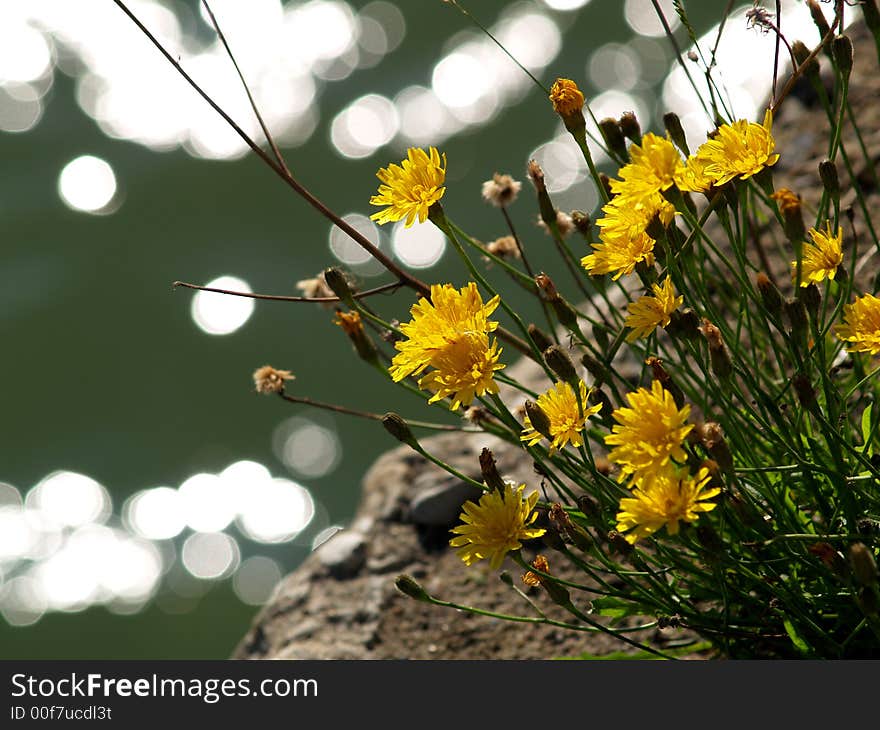 Yellow Autumn Flowers