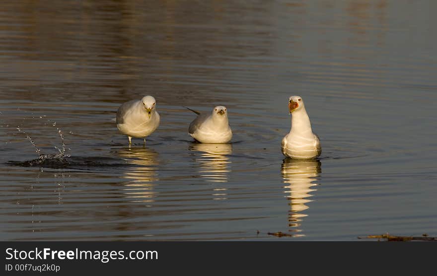 Sea Gulls sing together.