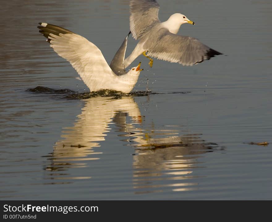 Sea Gulls in early spring in Montreal, I oberserved them for days and it is interesting to find how they live and their activities. Sea Gulls in early spring in Montreal, I oberserved them for days and it is interesting to find how they live and their activities.