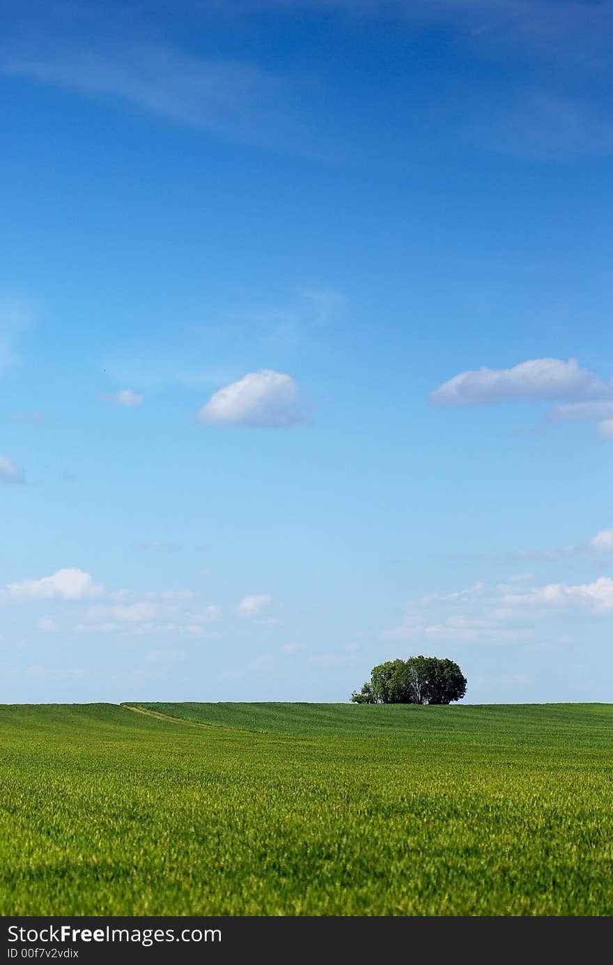 lonely fresh green spring tree in the green grass' meadow