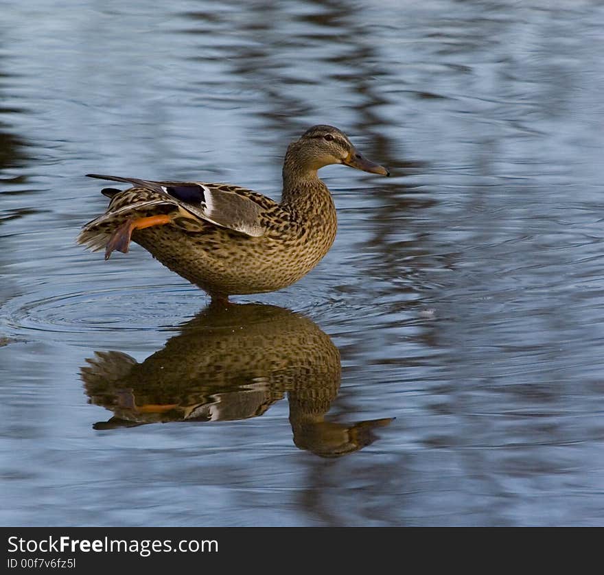 Ducks in early spring in Montreal, I oberserved them for days and it is interesting to find how they live and their activities. Ducks in early spring in Montreal, I oberserved them for days and it is interesting to find how they live and their activities.